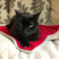 Sort kat ligger på luksus juletæppe til katte