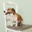 En hund med et cath kidston blomstret bandana på sad på en stol