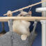 Hvid kat leger med fiskelegetøj i Omlet Freestyle gulv til loft kattetræ hængekøje