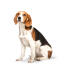 En ung voksen beagle med en meget velholdt pels