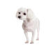 En dejlig, lille malteser, der viser sin korte hvide pels og sine fløjlsører frem
