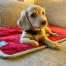 En hund, der nyder Omlets tæppe til hundesenge.