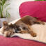 Brug hundetæppet på sofaer, senge eller bilsæder for at beskytte møblerne imod kæledyrshår og beskidte poter.