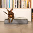 Gravhund hopper på Omlet Topology hundeseng med quiltet betræk