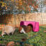 To marsvin, et brunt og et hvidt i en løbegård Goind i et lyserødt shelter