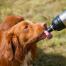 Hund slikke vand fra lange poter kæledyr vandflaske sølv