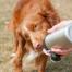 Hund slikke vand fra lange poter hund vandflaske