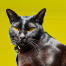 Mandalay kat tæt på mod en gul baggrund