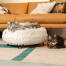 Kat, der hviler i den luksuriøse, bløde katteseng i snehvid farve med sorte hårnål designerben.