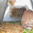 En kanin, der spiser fra høhylden bag i en Eglu Go hytte.