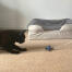 Sort kat leger med søstjerne kattelegetøj