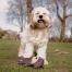 Hund med bamse i marken Hund med bamse i marken
