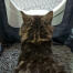 Kat inde i Maya kat kattebakke møbler får privatliv