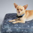 Chihuahua på en designer pude til hundeseng i Forest Fall Grey-design af Omlet