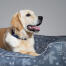 Nærbillede af en Golden retriever i en Omlet hunde-rede i Forest Fall Grey-mønster Nærbillede af en Golden retriever i en Omlet hunde-rede i Forest Fall Grey-mønster