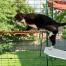 Kat klatrer op på rød udendørs kattehylde i Omlet catio Kat klatrer op på rød udendørs kattehylde i Omlet catio