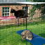 Den ene kat sidder på en rød udendørs kattehylde og den anden sidder på en blå udendørs kattehylde i Omlet catio Den ene kat sidder på en rød udendørs kattehylde og den anden sidder på en blå udendørs kattehylde i Omlet catio