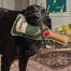 En labrador med hundelegetøjet bubbles & fizz af sophie allport