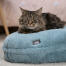 Kat sover på en blød blå katteseng Kat sover på en blød blå katteseng