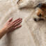 Terrier, der ligger på siden overfor en hånd, der stryger et tæppe i imiteret lammeskind