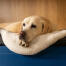 Golden Labrador hviler hovedet på et tæppe i imiteret lammeskind og kigger ud fra sin blå seng