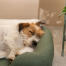 Terrier sover i salviegrøn hundeseng