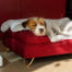 Terrier hviler hovedet på en rød seng med et tæppe i imiteret lammeskind over sig