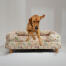 En retriever, der hopper ud af en Morning Meadow-hundeseng En retriever, der hopper ud af en Morning Meadow-hundeseng