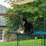 Katte sidder og lægger sig på blå udendørs vandtæt kattehylde i udendørs catio Katte sidder og lægger sig på blå udendørs vandtæt kattehylde i udendørs catio