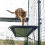 Kat klatrer op på blå udendørs kattehylde i catio udendørs løbegård