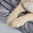 Detaljer med poter på en Omlet hunde-rede i Grey Contour-mønster Detaljer med poter på en Omlet hunde-rede i Grey Contour-mønster