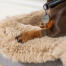 Gravhund i en beige lammeskind topmadras til Topology vaskbar hundeseng