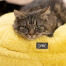 Kat slapper af på sin bløde gule donut katteseng