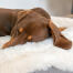 Nærbillede af gravhund, der sover på Omlet Topology hundeseng med fåreskind som topmadras