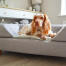 Topology hundeseng med bolster topper Topology hundeseng med bolster topper