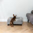 Gravhund hopper på Omlet Topology hundeseng med grå pude og sorte skinnefødder