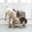 To hunde leger med legetøj i form af frugt og grøntsager