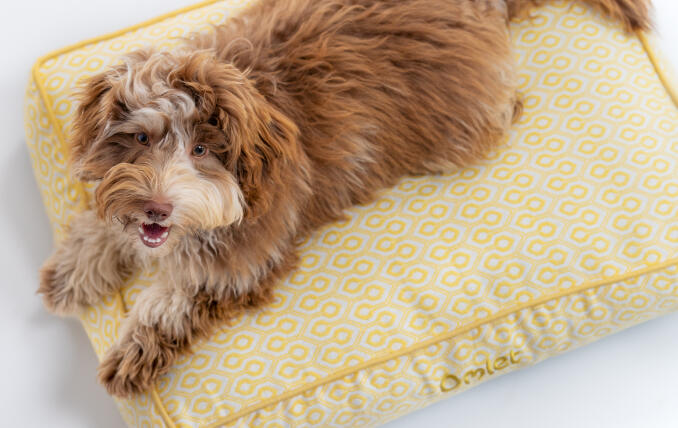 En lille hund, der ligger på Honeycomb Pollen-pudesengen til hunde.