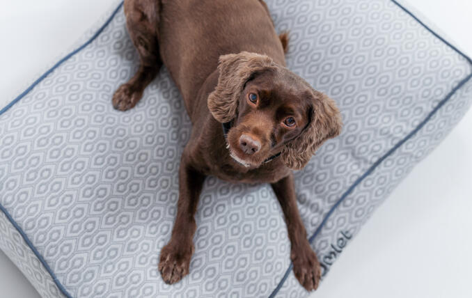 En hund, der ligger på Honeycomb Slate-pudesengen til hunde.
