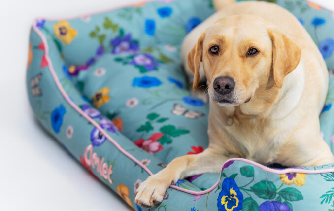 Gul labrador hviler på Gardenia Sage rede-seng.