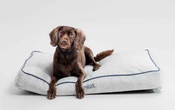 En hund, der ligger i Honeycomb Slate-pudesengen til hunde.