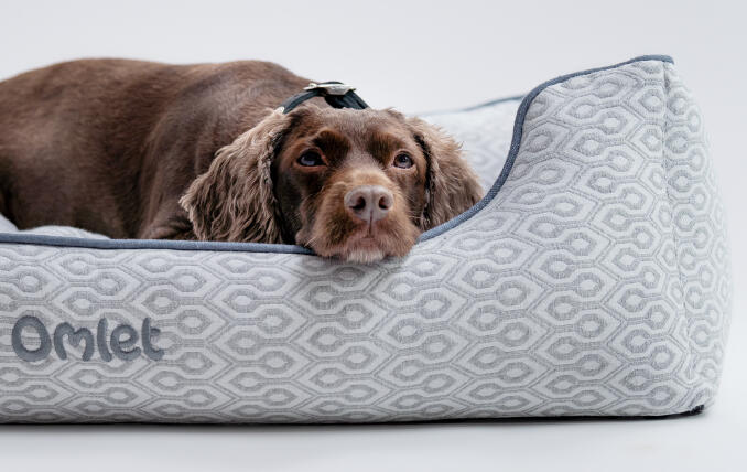 Spaniel ligger på Honeycomb Slate rede-sengen til hunde, med hovedet hvilende på støttepuden