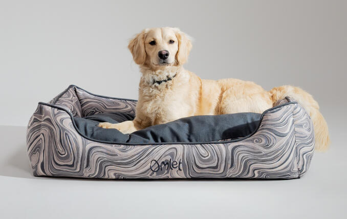 Miniature Retriever ligger på en stilfuld og flytbar rede-seng til hunde af Omlet
