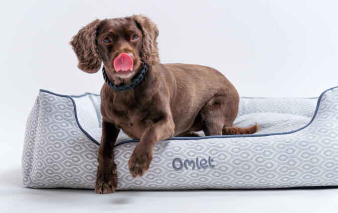 Retriever på en stor bæredygtigt designet rede-seng til hunde af Omlet