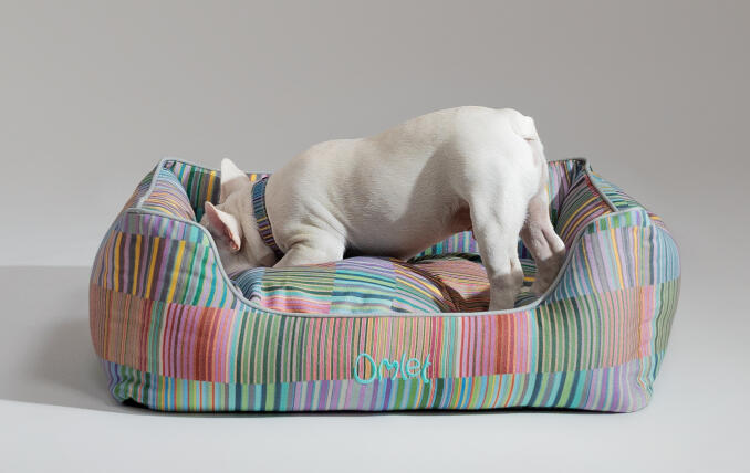Hvid Frenchie graver sig ned i en stilfuld designer-hunde-redeseng af Omlet