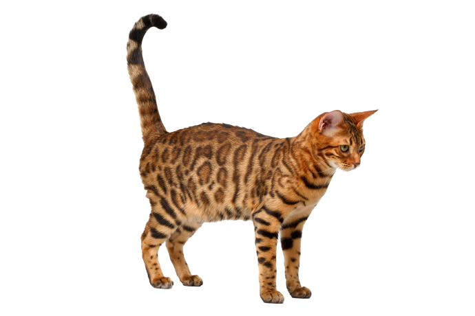 Kat