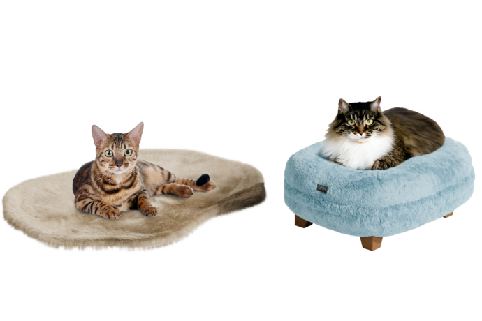 Katte, der sover i kattesenge