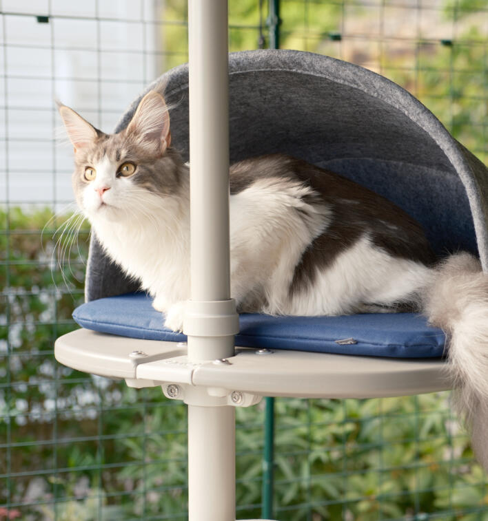 En kat, der sidder på hug i platformshulen, der er fastgjort til det udendørs kattetræ