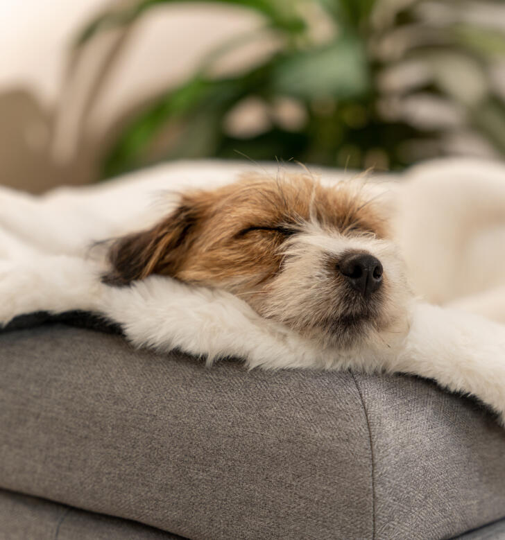 Hund på et hyggeligt tæppe på en hundeseng med bolster