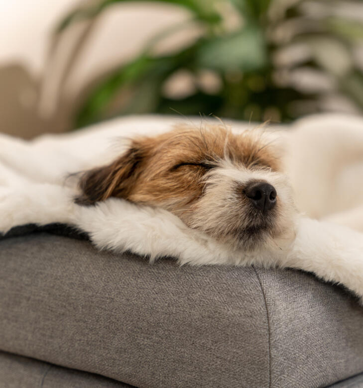 En hund, der sover på fåreskindstæppet